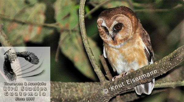 Unspotted Saw-whet Owl Aegolius ridgwayi