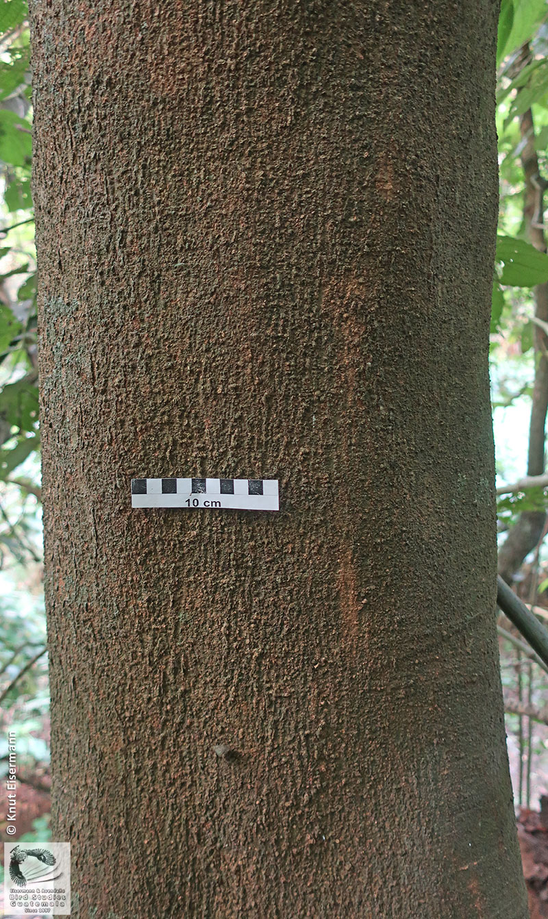 bark of Celtis guatemalensis