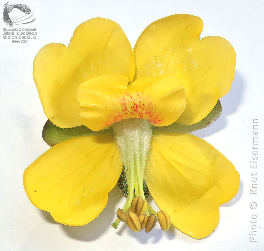 Erythrostemon guatemalensis flower