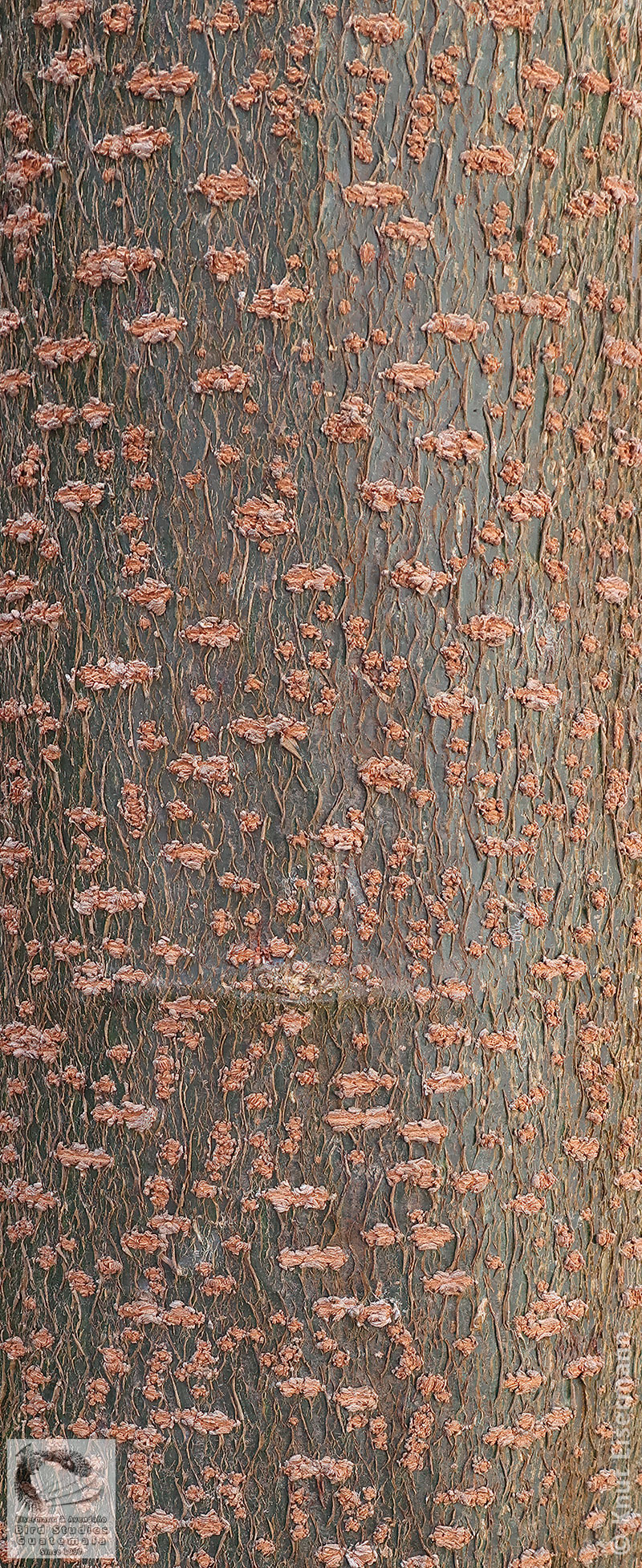 bark of Erythrostemon