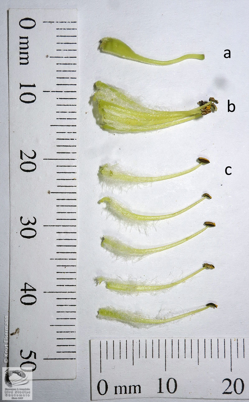 Gynoecium and stamens of Erythrostemon guatemalensis