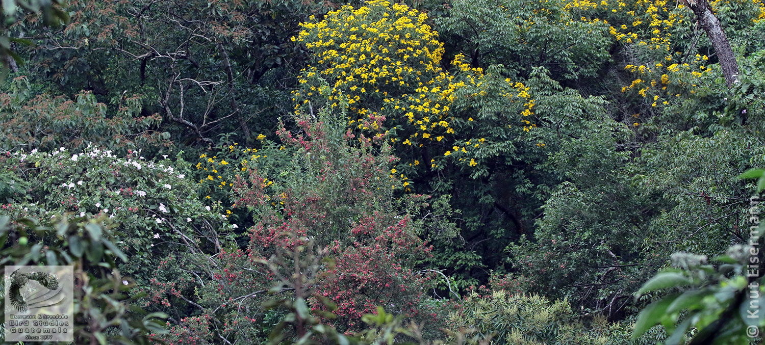 Contributions to Neotropical botany