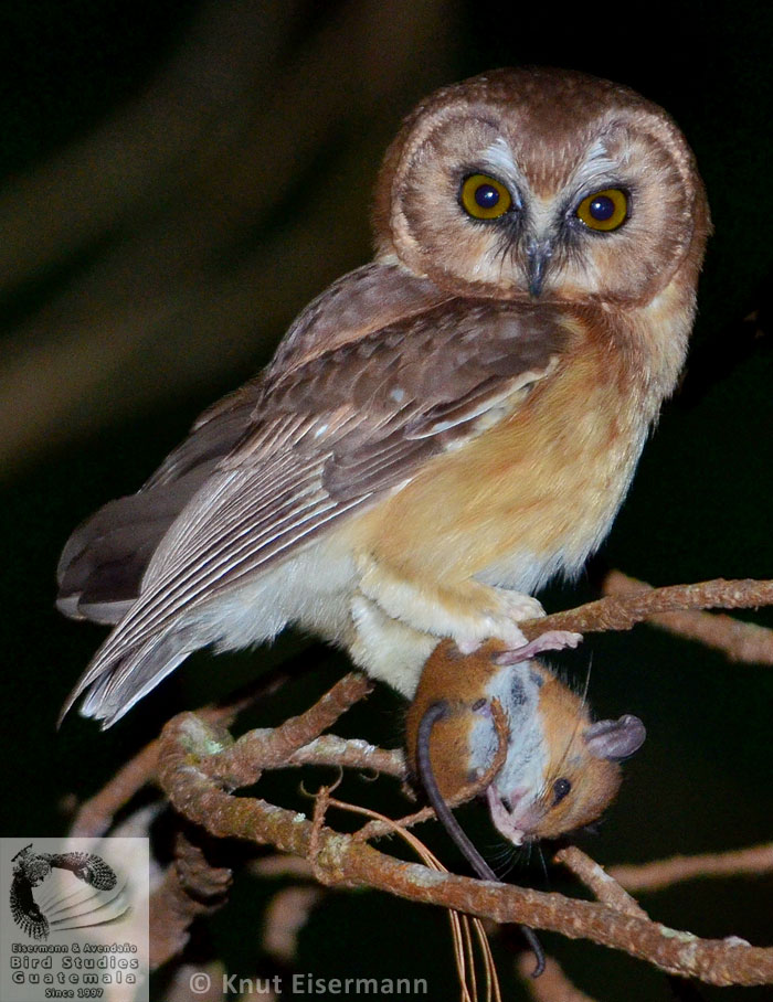 Unspotted Saw-whet Owl Aegolius ridgwayi with prey