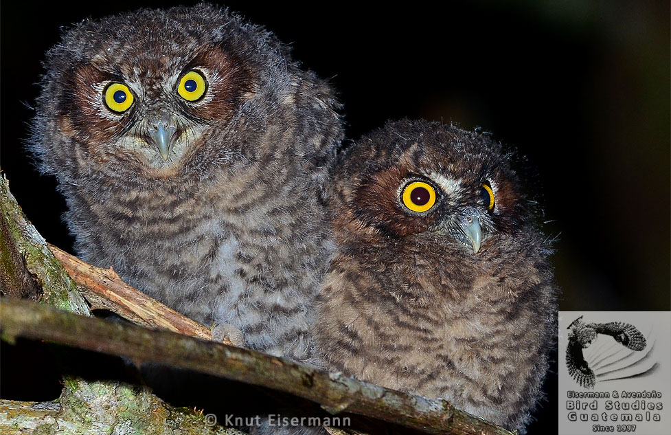 Bearded Screech-Owls