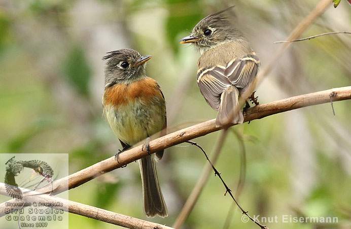 Pair of Belted Flycatcher