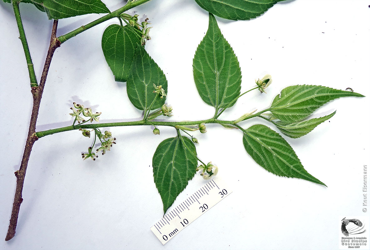 Celtis guatemalensis