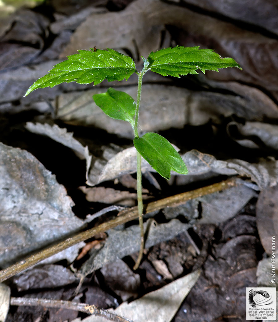 Celtis guatemalensis: plántula