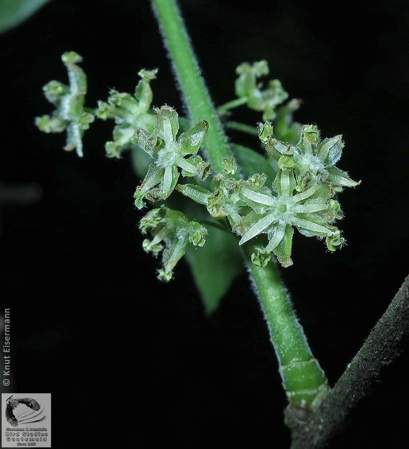 Celtis guatemalensis: flores estaminadas