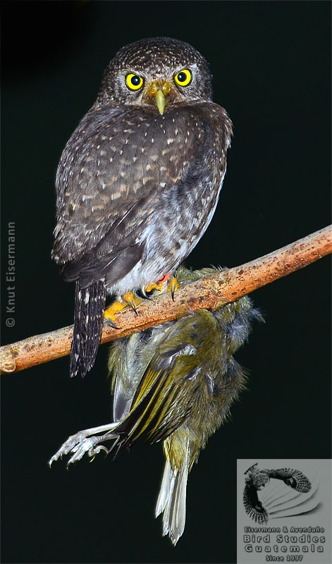 Guatemalan Pygmy-Owl with prey