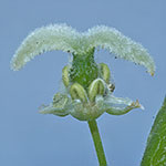 Erythrostemon