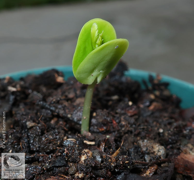 growing seedling