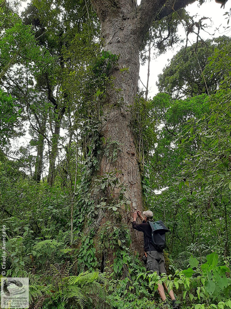 mapping trees