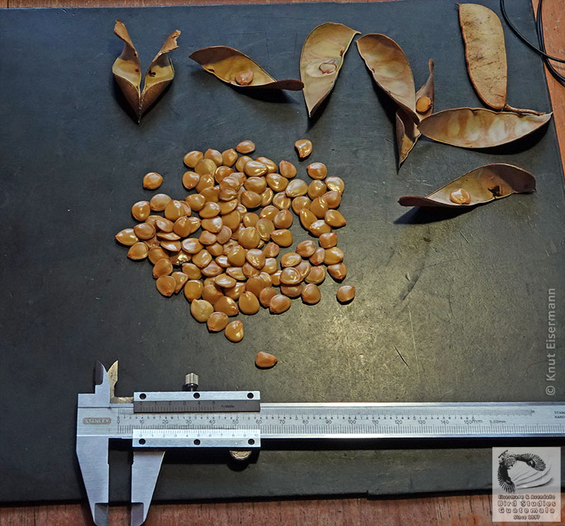 measuring seeds