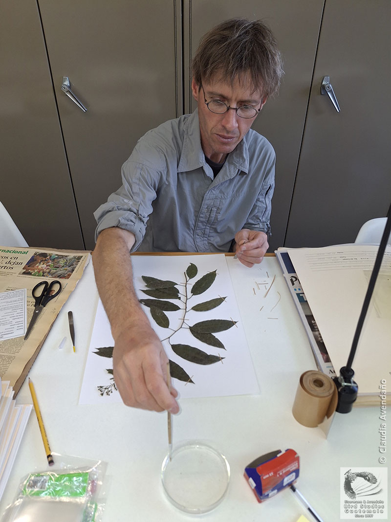 mounting botanical specimens on herbarium sheets